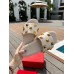 Valentino Roman Stud Flatform Slides In White Nappa Leather Valentino Roman Stud Flatform Slides In White Nappa Leather